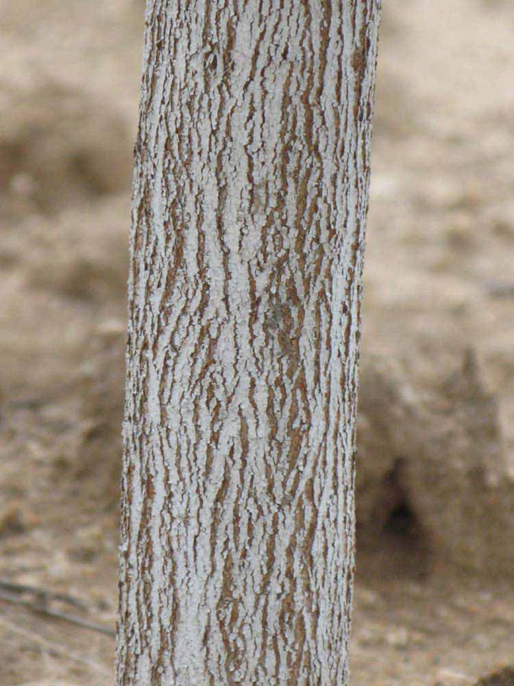              Bark (Riverside, CA)       